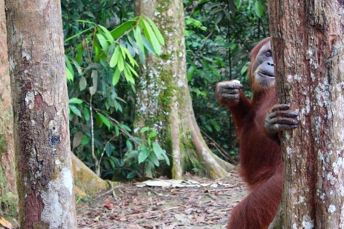 ONE DAY JUNGLE TREKKING 6-7 hours (see orang utan) + RAFTING in BUKIT LAWANG - Lunch, bottled water, and fresh fruit on the trail