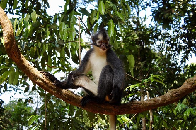 ONE DAY JUNGLE TREKKING 6-7 hours (see orang utan) + RAFTING in BUKIT LAWANG - Who should book this jungle and river combination