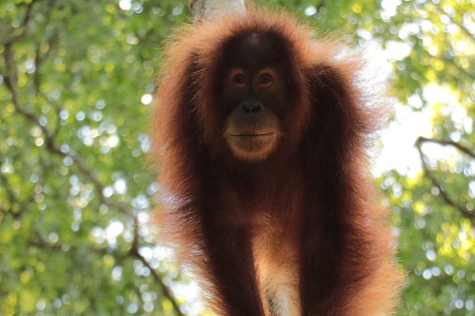 ONE DAY JUNGLE TREKKING 6-7 hours (see orang utan) + RAFTING in BUKIT LAWANG - Starting at 8:30 a.m. in Bukit Lawang