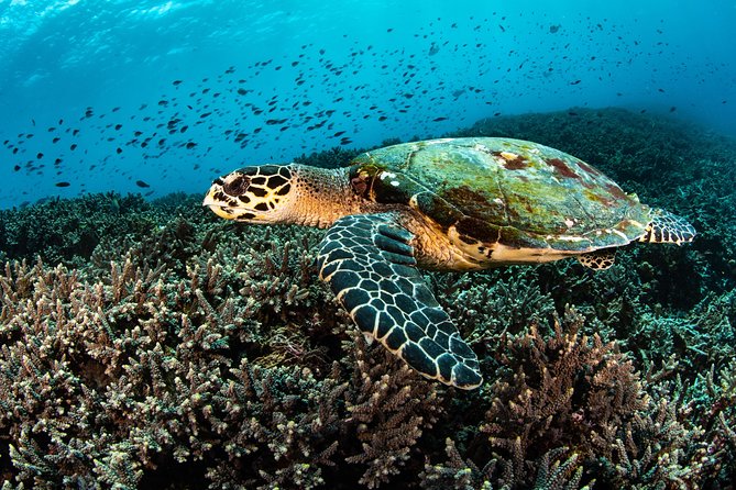 Open Water Course in Nusa Lembongan - Get Certified on remote island (next Bali) - Crystal Bay: a strong introduction to the local waters