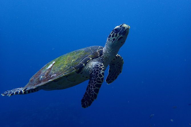 Open Water Course in Nusa Lembongan - Get Certified on remote island (next Bali) - Mangrove Point near Nusa Lembongan