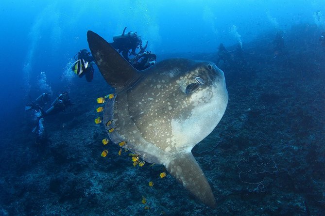 Open Water Course in Nusa Lembongan - Get Certified on remote island (next Bali) - What the three-day schedule really means