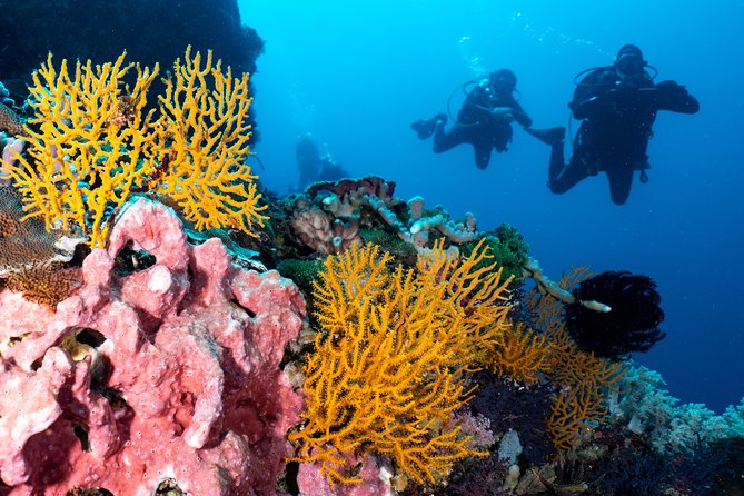 Open Water Course in Pemuteran - Get Certified in Bali - Who should book this course