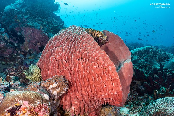 Open Water Course in Pemuteran - Get Certified in Bali - Menjangan Island: the course’s big payoff