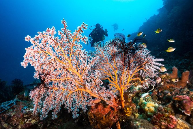Open Water Course in Tulamben - Get Certified in Bali - A private class changes the learning experience