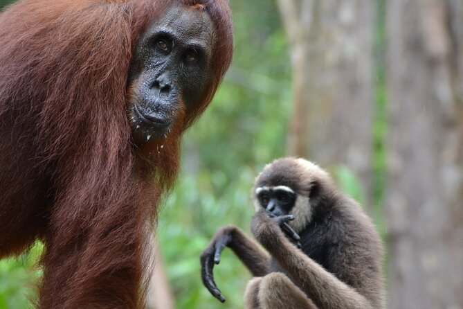 Orangutan Houseboat Kelotok Tanjung Puting 3 Days Share Cost - Key points to know before you book