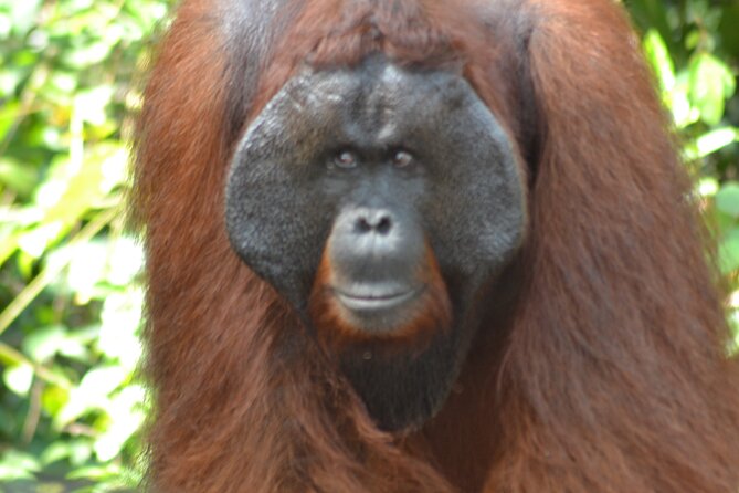 Orangutan Houseboat Kelotok Tanjung Puting 3 Days Share Cost - Why this river trip feels different