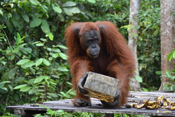 Orangutan Houseboat Kelotok Tanjung Puting 3 Days Share Cost - Booking timing, pickup, and cancellation