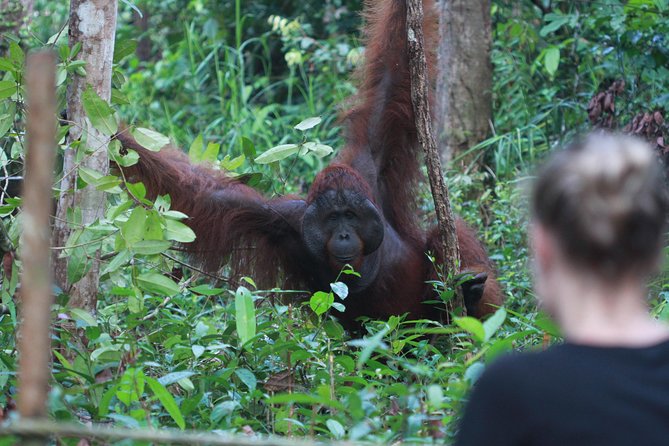 Orangutan Safari Kelotok Houseboat 3 Days 2 Nights Private - Three days on the Sekonyer River
