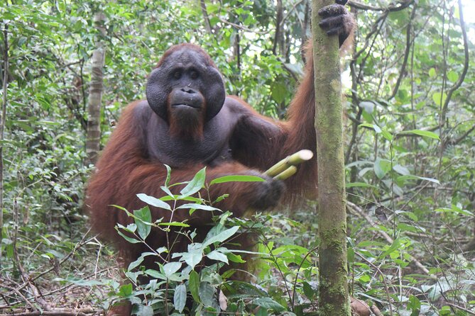Orangutan Safari Kelotok Houseboat 3 Days 2 Nights Private - More than orangutans in the trees