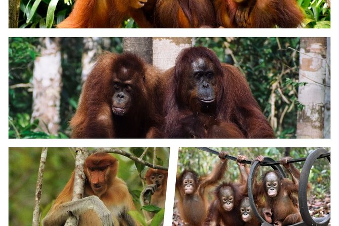 Orangutan Tour Tanjung Puting 2Nights - Why the river is the right way into Tanjung Puting