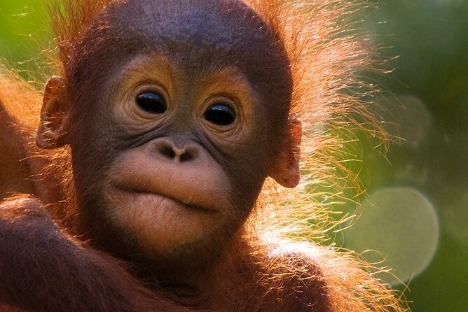 Orangutan Tour Tanjung Puting 2Nights - Tanjung Harapan and a quieter forest rhythm
