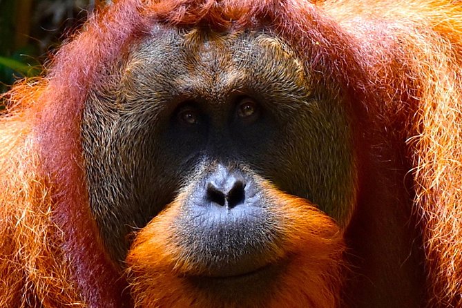 ORANGUTAN TREK (2D/1N) by EcoTravel Bukit Lawang - The waterfall and the jungle taxi home