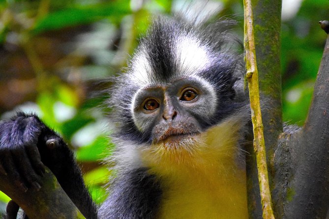 ORANGUTAN TREK (2D/1N) by EcoTravel Bukit Lawang - What the $180 price really covers