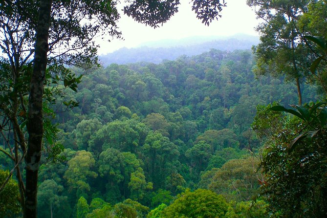 ORANGUTAN TREK (2D/1N) by EcoTravel Bukit Lawang - Comfort, safety, and the limits of jungle trekking