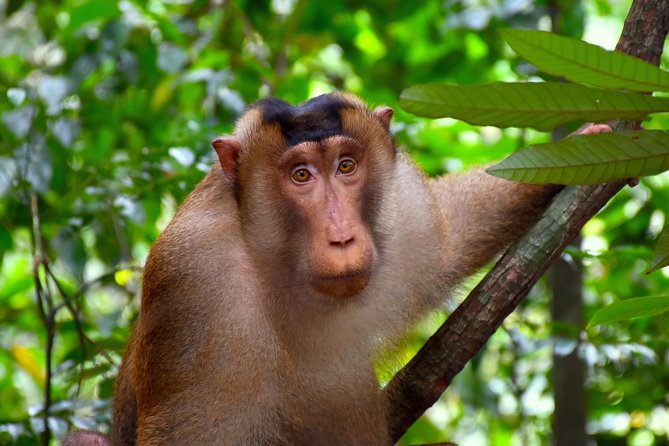 ORANGUTAN TREK (2D/1N) by EcoTravel Bukit Lawang - Why the small group matters