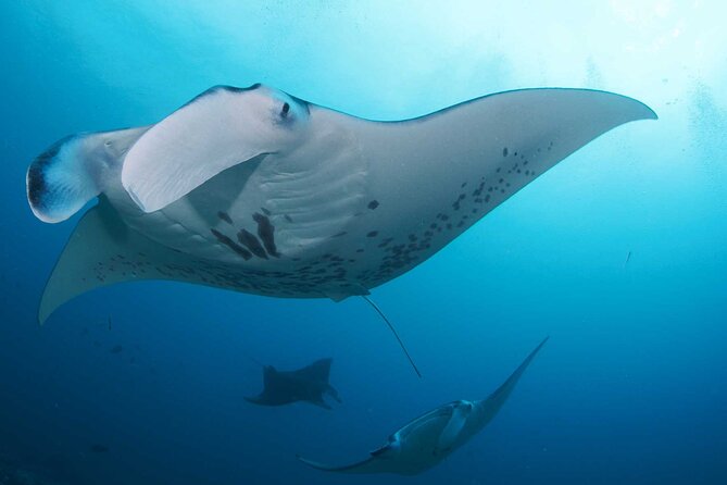 PADI Open water Course in Lembongan - Get certified & dive anywhere in the world - What makes Nusa Lembongan a good place to learn
