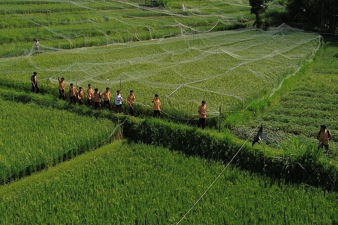 Panorama Walking Tour and Culture, West Lombok - Learning about bees in Murpeji