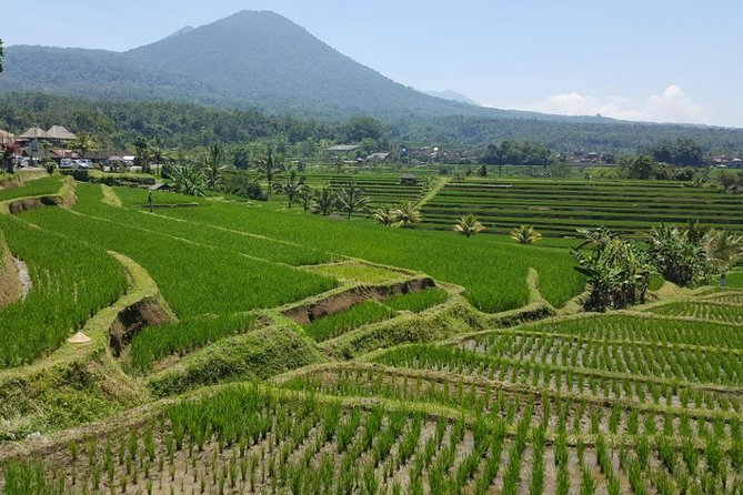 Private 4-Day Tours - Best Bali Tours Package - Best of Bali Highlights - Who should book this Bali tour?