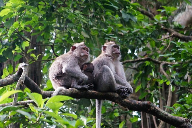 Private Bali Customized Tours - Tegenungan Waterfall and Tukad Cepung