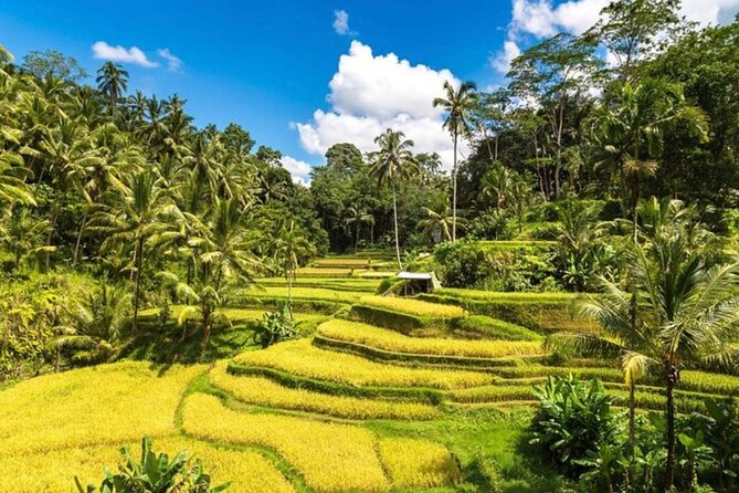 Private Bali Tour - All Inclusive - How the private format changes the day