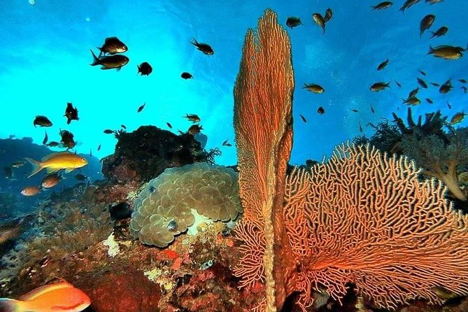 Private boat trip Komodo 2 or more person for 3 days 2 nights, Kelor, Rinca... - A closer look at service and flexibility