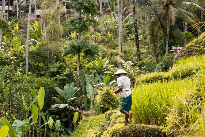 Private Customized Trip to Ubud - From south Bali to the Ubud area