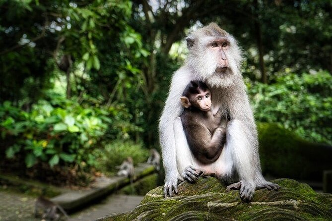 Private Day Tour In Ubud With Jungle Swing All Inclusive - Sacred Monkey Forest for a closer look at Ubud