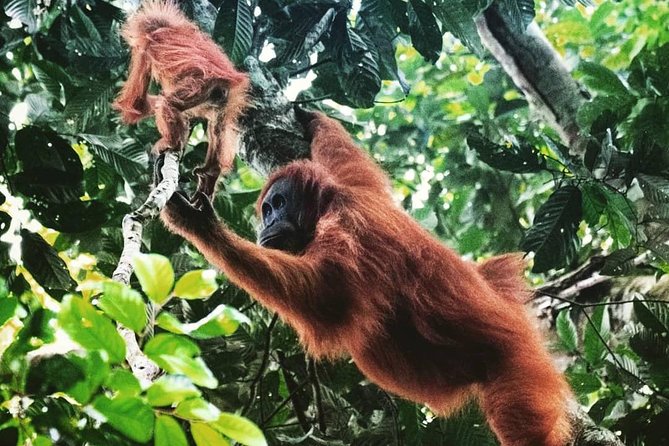 Private Full-Day Bukit Lawang Trekking Tour From Medan - Climbing the Jungle Trails in Search of Orangutans