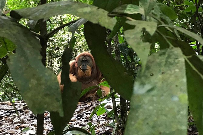 Private Full-Day Bukit Lawang Trekking Tour From Medan - Lunch Under the Trees