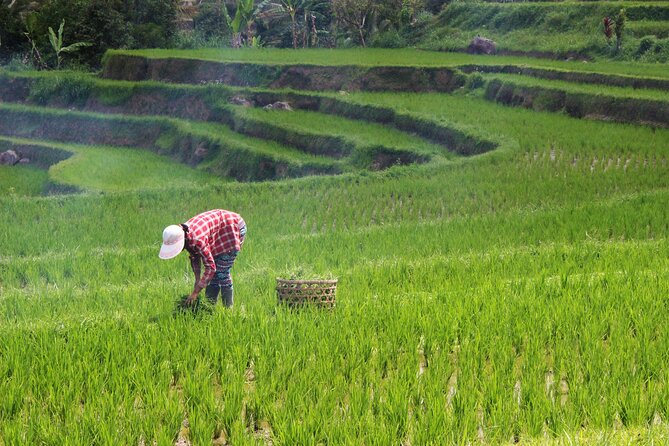 Private Full-Day Handara, Ulun Danu, Jatiluwih and Tanah Lot Tour - Lunch near Jatiluwih and the value of an included buffet