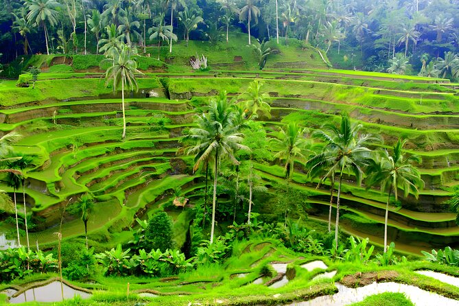 Private Half Day-Tour: Ubud Art Village Trip - Lunch and the value of a local meal