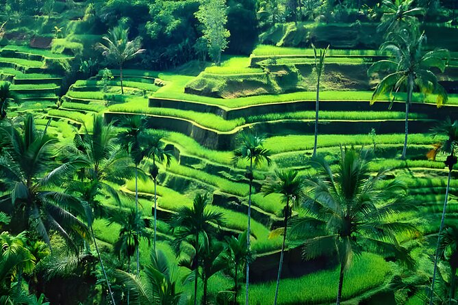 Private Half-Day Tour : Ubud Waterfall Tour Packages - A Balinese lunch with practical value