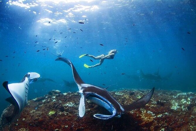 PRIVATE Nusa Penida on Boat Snorkeling & Island Tour (INCLUSIVE) - Snorkeling around Manta Bay and Crystal Bay