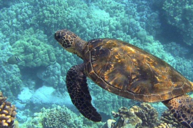 Private Snorkeling from Nusa Penida - Wall Point and the changing underwater view