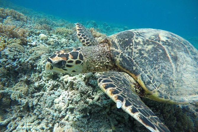Private Snorkeling Gili Island (Coral, Statue and Turtle) - What the $55.10 price buys you