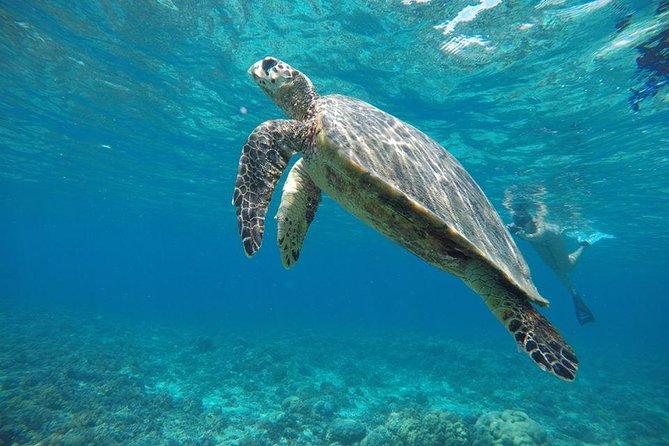 Private Snorkeling Gili Island (Coral, Statue and Turtle) - Starting at Diversia Dive Shop on Gili Trawangan