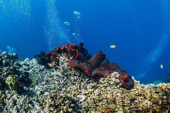 Private Snorkeling Start Gili Meno and Explore 4 Spots with GoPro - The glass-bottom ride home is part of the experience