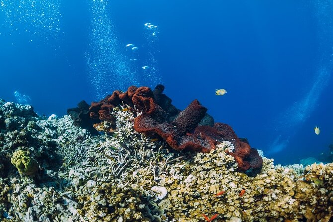 Private Snorkeling Start Gili Meno and Explore 4 Spots with GoPro - Blue Coral starts the underwater route