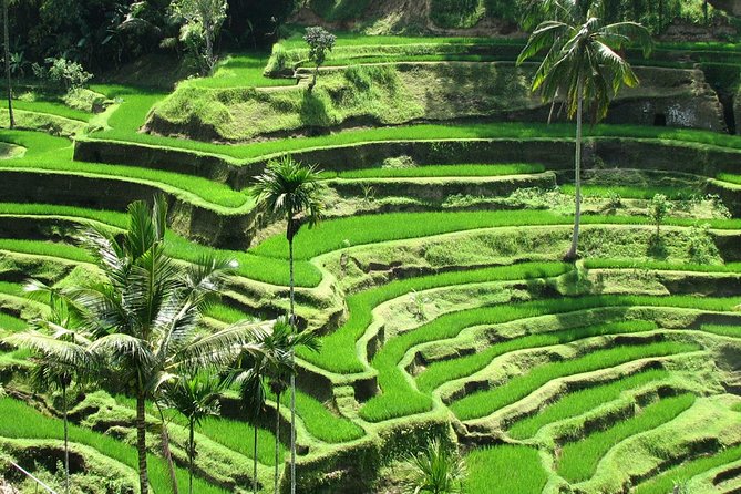 Private Tour: Bali in a Day - Penglipuran Village and the shape of Balinese tradition