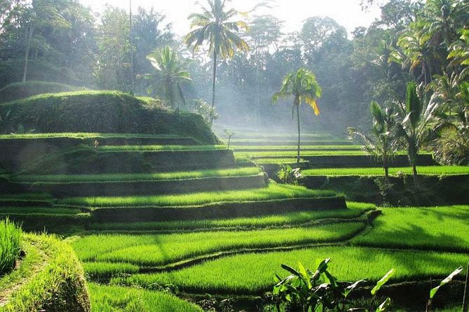 Private Tour: Batuan Temple, Tegenungan Waterfall, Elepahant Cave Free transport - Tegalalang Rice Terrace and the limits of a quick visit