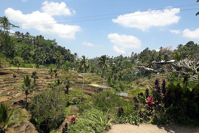 Private tour in Ubud country side - Sacred Monkey Forest: temples among the trees