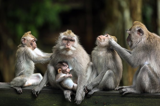 Private Tour: Ubud and Tanah Lot Day Tour - Monkey Forest: shaded paths and lively macaques