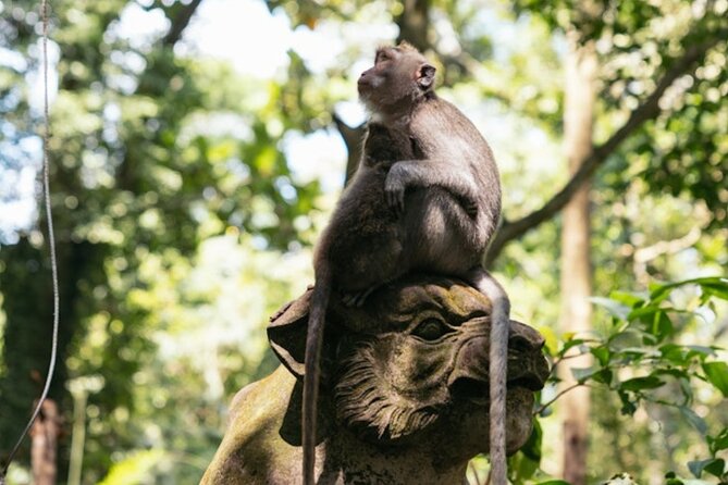 Private Ubud Day Tour Waterfalls Sacred Monkeys and Rice Fields - A full day from Kuta into Ubud