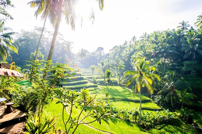 Private Ubud Day Tour Waterfalls Sacred Monkeys and Rice Fields - Why the private guide can shape the day