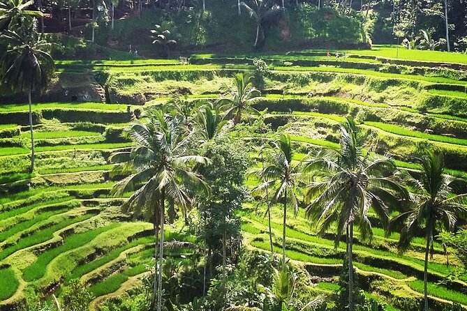 Private ubud tour : Temple Bathing + Mount Batur + Rice Terrace. - Coffee, spices, and herbal tea at Oka Agro