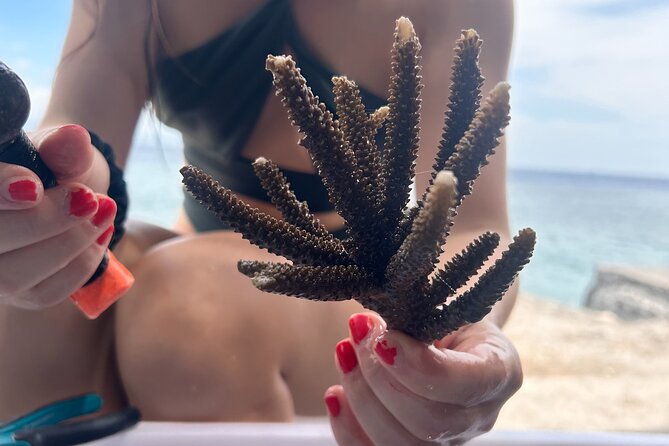 Reef Rehabilitation Course and Snorkeling - What your $62.61 supports beneath the surface