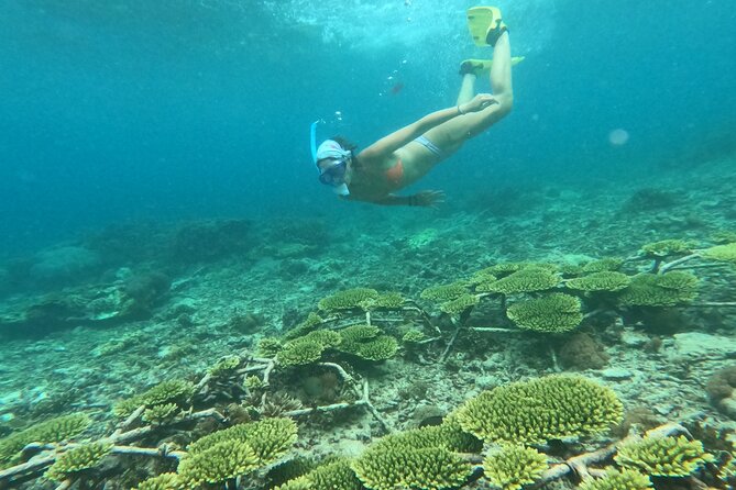 Reef Rehabilitation Course and Snorkeling - Planting 70 corals across 4 square meters