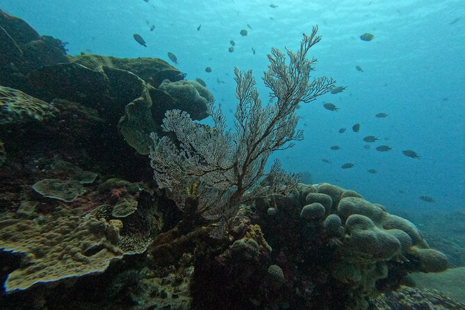 Reef Rehabilitation Course and Snorkeling - Saturday adds a local school connection