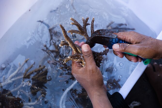 Reef Rehabilitation Course and Snorkeling - Who will get the most from this Nusa Penida activity